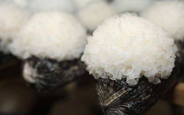 新型高端食用菌:本草銀耳