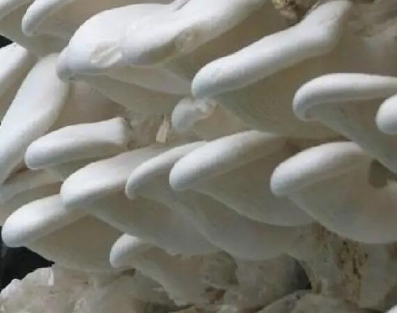 白靈菇 白靈菇