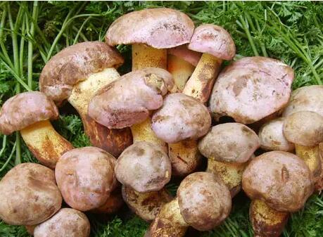 野生芒萁、類蘆采摘注意事項(xiàng)